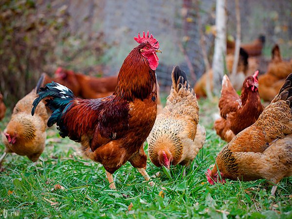 Породы куриц | ЗооТом - продажа, вязка и услуги для животных в Агиделе