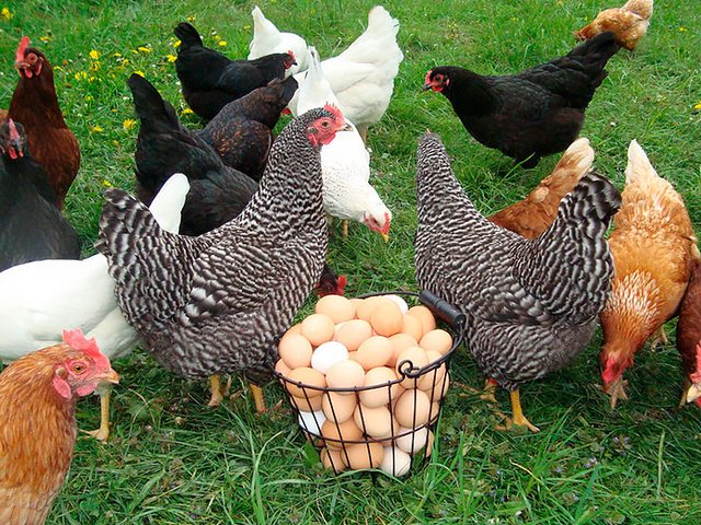 Содержание кур и уход за ними | ЗооТом - продажа, вязка и услуги для животных в Агиделе