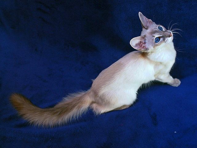Выведенные породы кошек в Агиделе | ЗооТом портал о животных