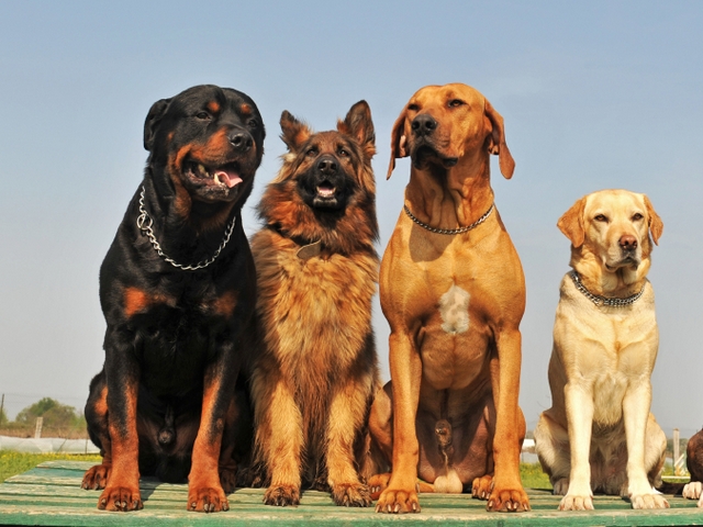 Крупные породы собак в Агиделе | ЗооТом портал о животных
